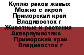 Куплю раков живых. Можно с икрой - Приморский край, Владивосток г. Животные и растения » Аквариумистика   . Приморский край,Владивосток г.